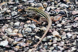 Image of Desert Grassland Whiptail