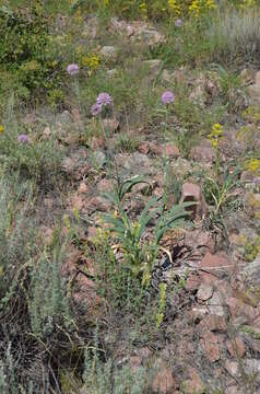 Image of Allium carolinianum Redouté