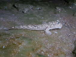 Image of Walton&#39;s mudskipper