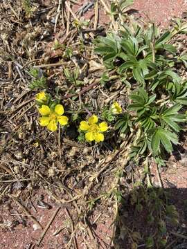 Imagem de <i>Potentilla luteosericea</i>