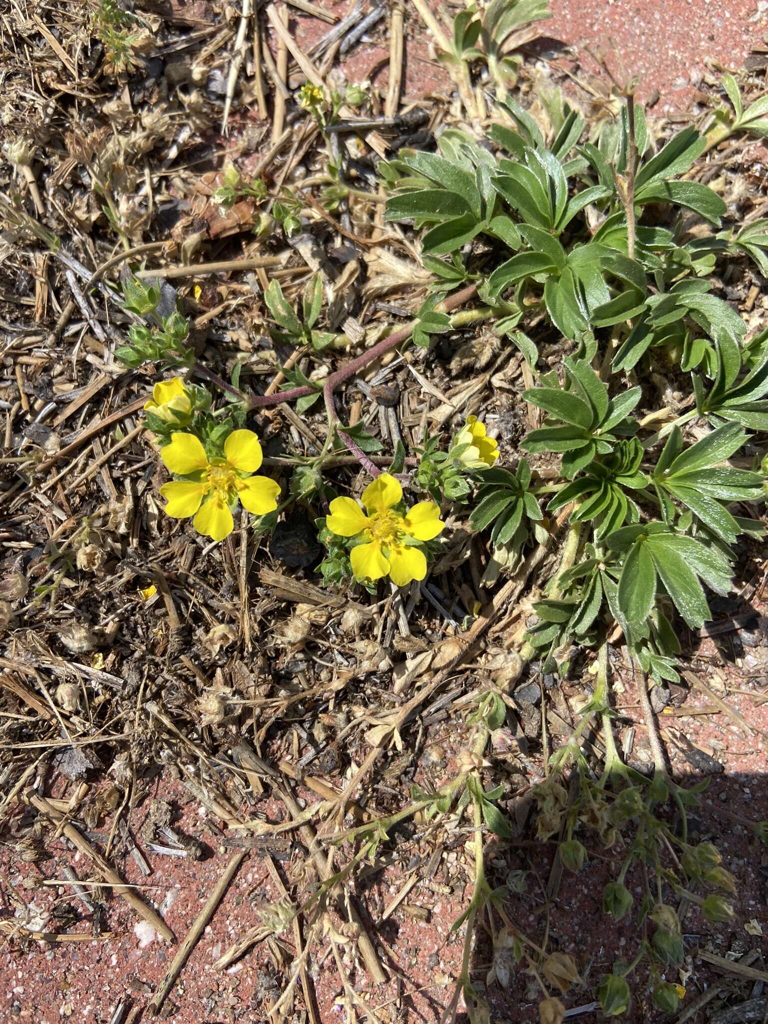 Image of <i>Potentilla luteosericea</i>