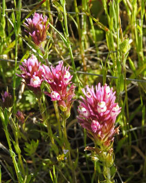 Image of Castillejinae