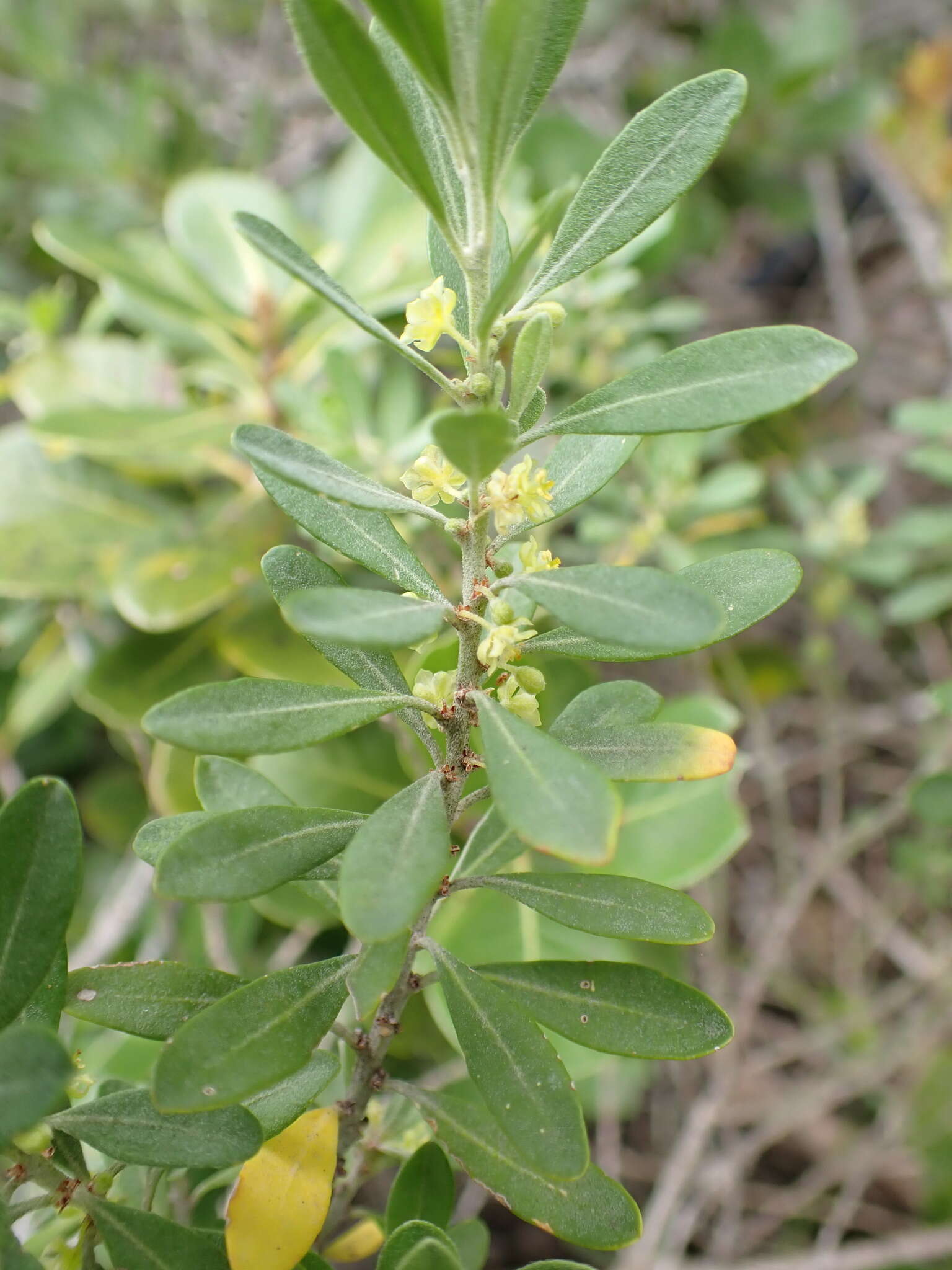 Image of Clutia daphnoides Lam.