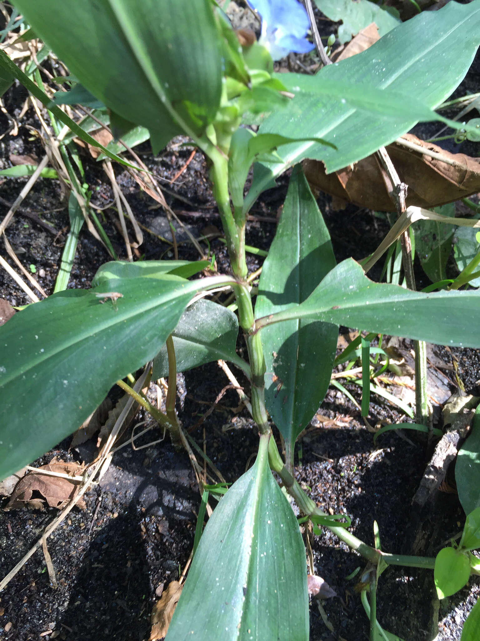 Image of Virginia dayflower