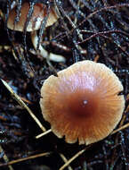 Image of Cortinarius waiporianus Soop 2013