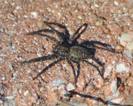 Image of Sosippus texanus Brady 1962