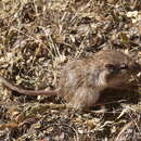 Image of Nelson's pocket mouse