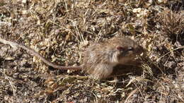 Image of Nelson's pocket mouse