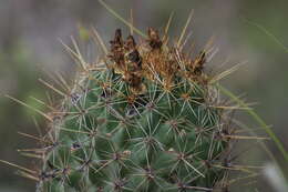 Image of Coryphantha octacantha (DC.) Britton & Rose