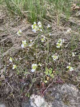 Image of Arabidopsis suecica (Fr.) Norrl.