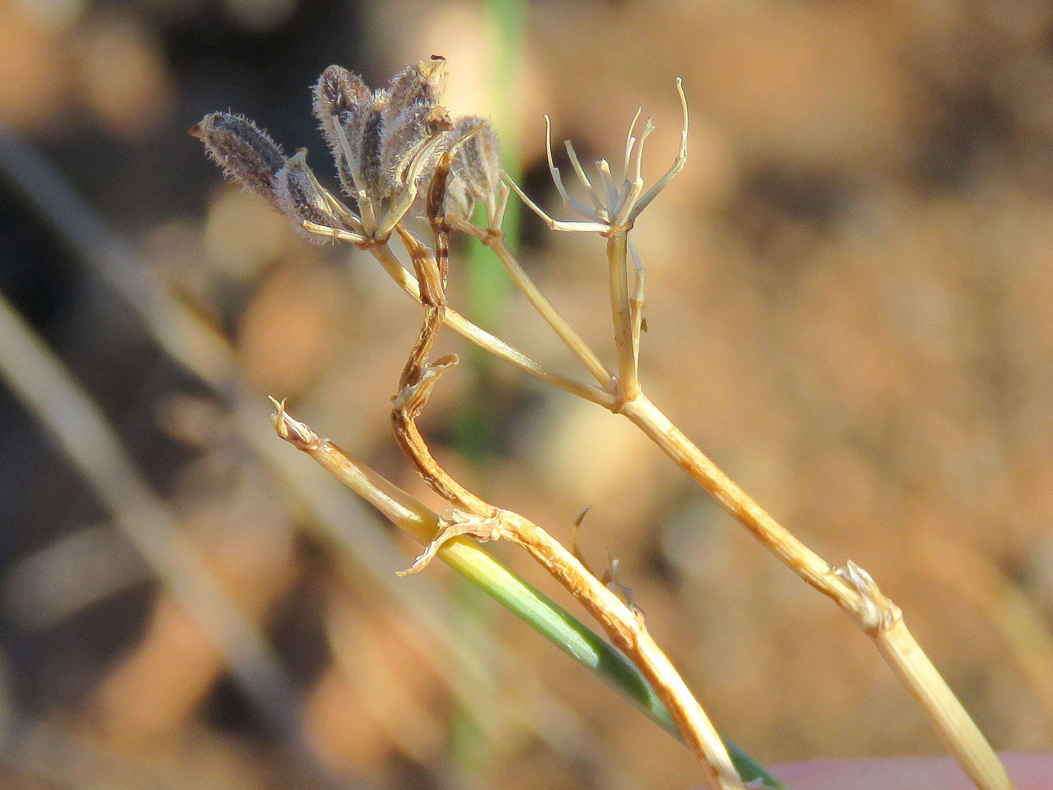 Image of Deverra denudata subsp. aphylla (Cham. & Schltdl.) Pfisterer & Podl.