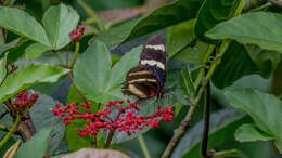 Image of Heliconius hewitsoni Staudinger 1875