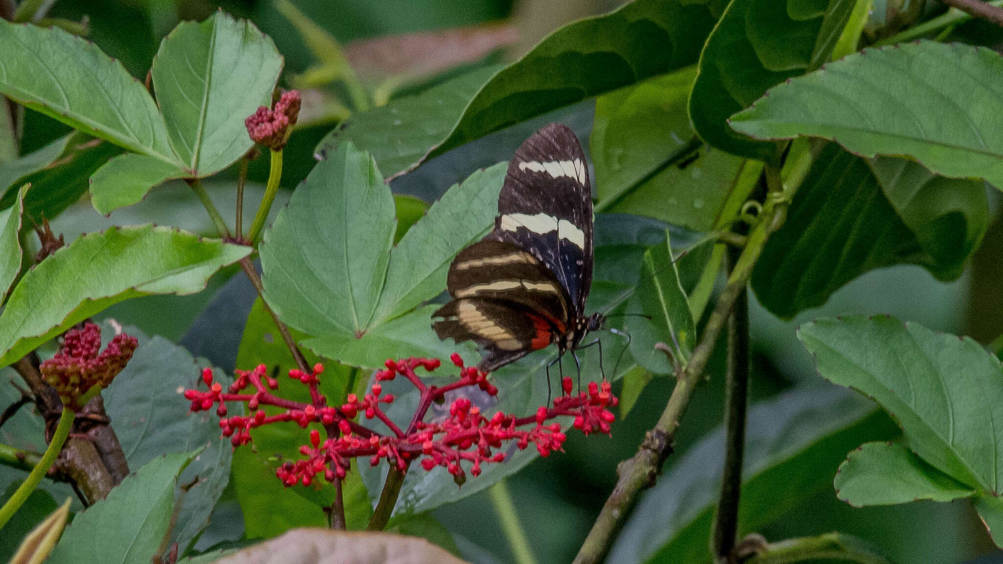 Image of Heliconius hewitsoni Staudinger 1875