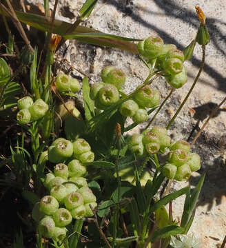 Image of Valerianella vesicaria (L.) Moench