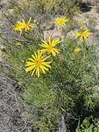 Image of Clanwilliam daisy