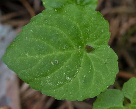 Image of Selkirk's violet