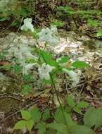 Penstemon alluviorum Pennell resmi