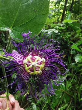 Passiflora crassifolia Killip的圖片