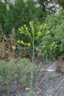 Image of Isatis costata C. A. Mey.