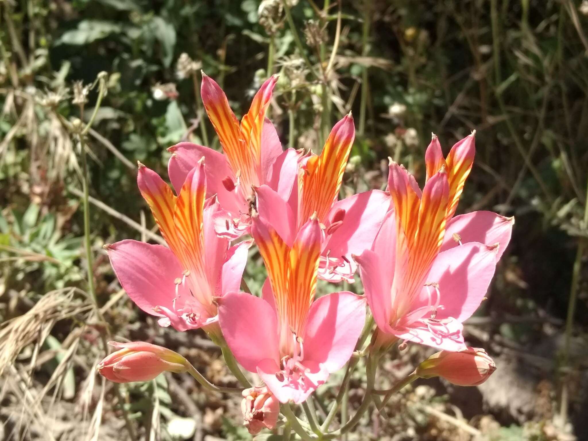 Image of Alstroemeria ligtu subsp. splendens Muñoz-Schick