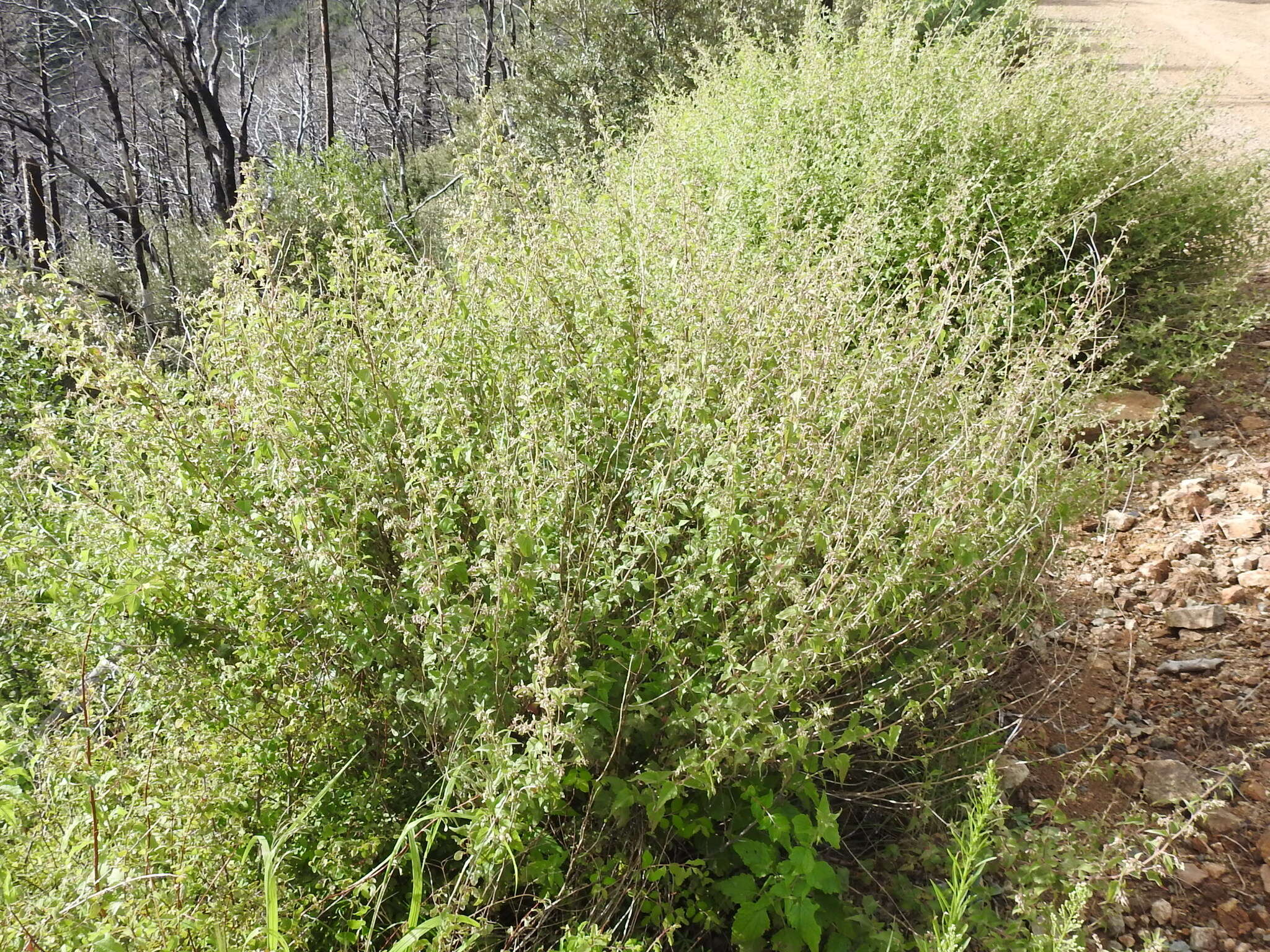 Plancia ëd Brickellia rusbyi A. Gray