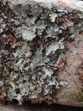 Image of Melliss' parmotrema lichen