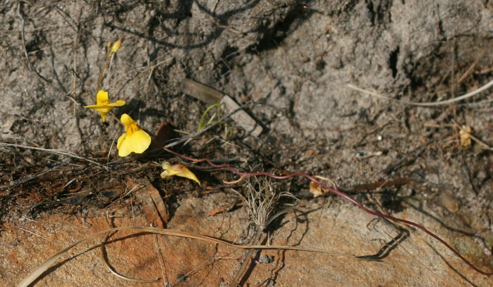 Image of Utricularia prehensilis E. Mey.