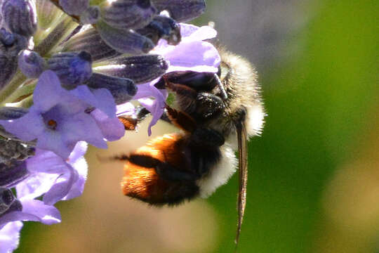 Image of Black-and-gray Leaf-cutter Bee