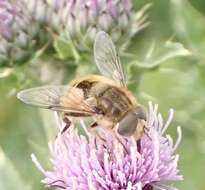 Image of Eristalis abusivus Collin 1931