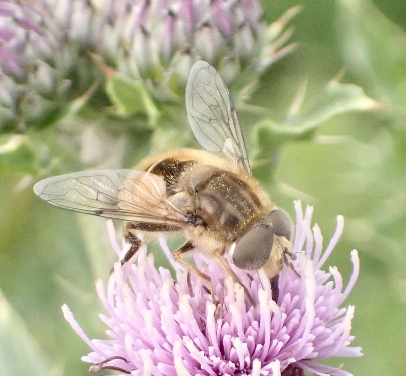 Image of Eristalis abusivus Collin 1931