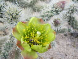 Image of Wiggins' cholla