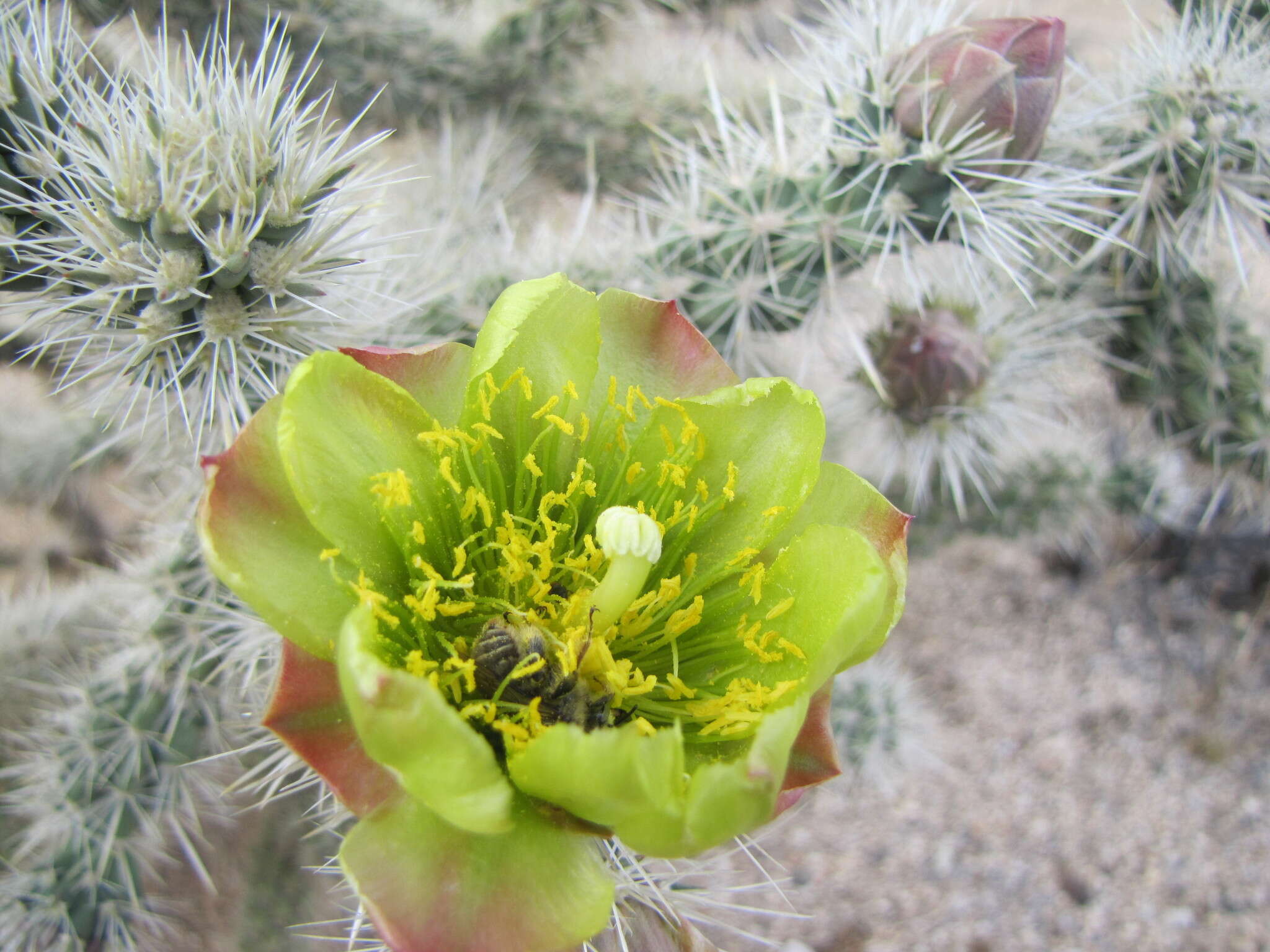 Image of Wiggins' cholla