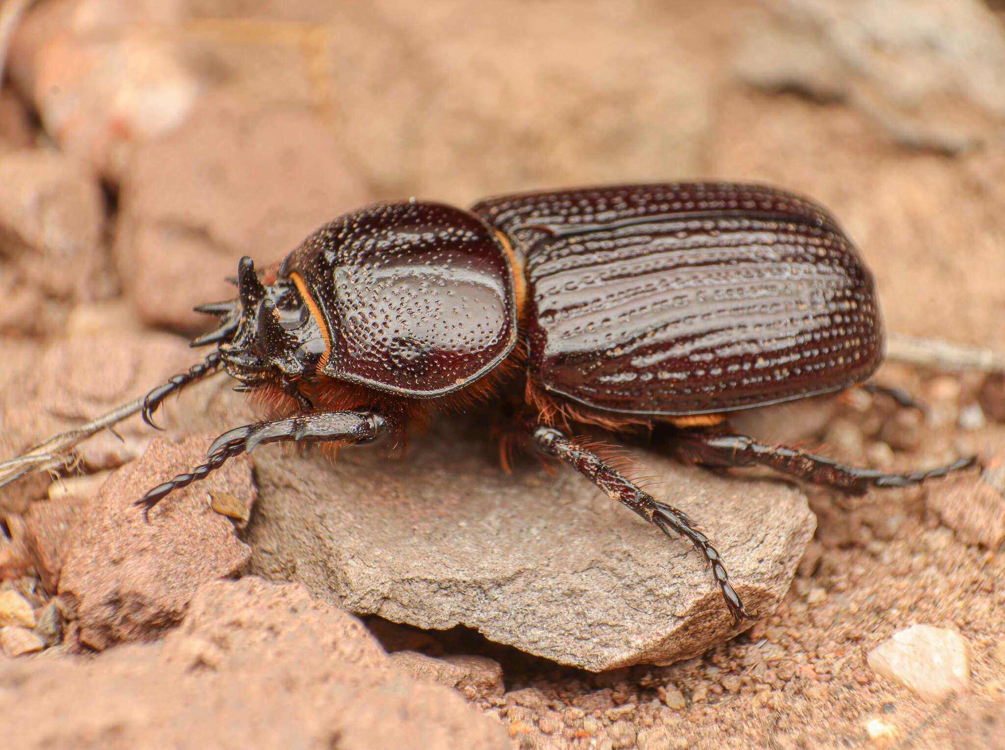 Image de Hemiphileurus illatus (Le Conte 1854)