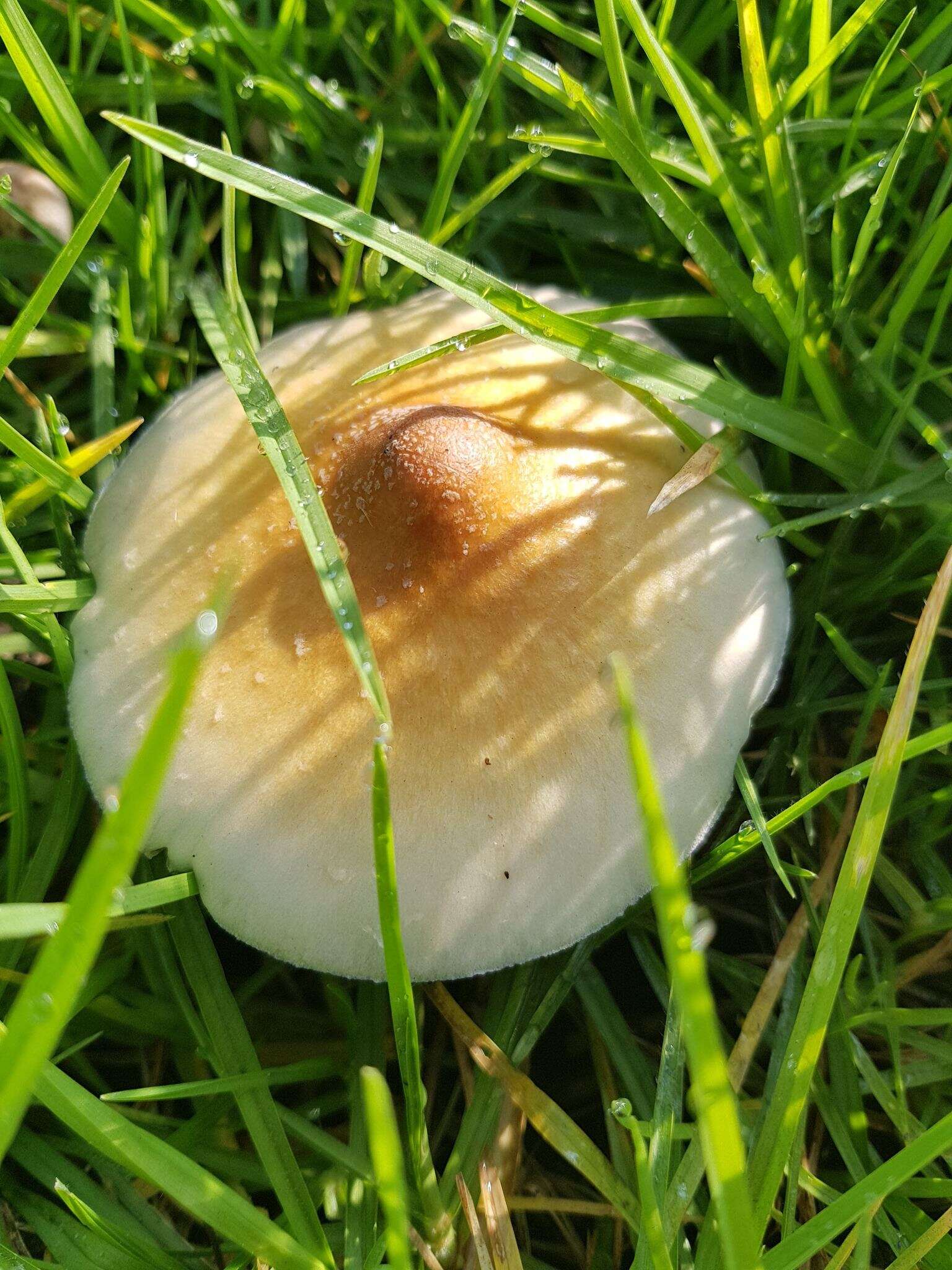 Image de Psilocybe cubensis (Earle) Singer 1948