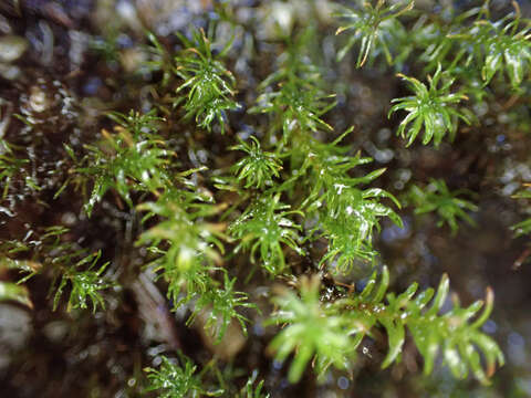 Image of dichodontium moss