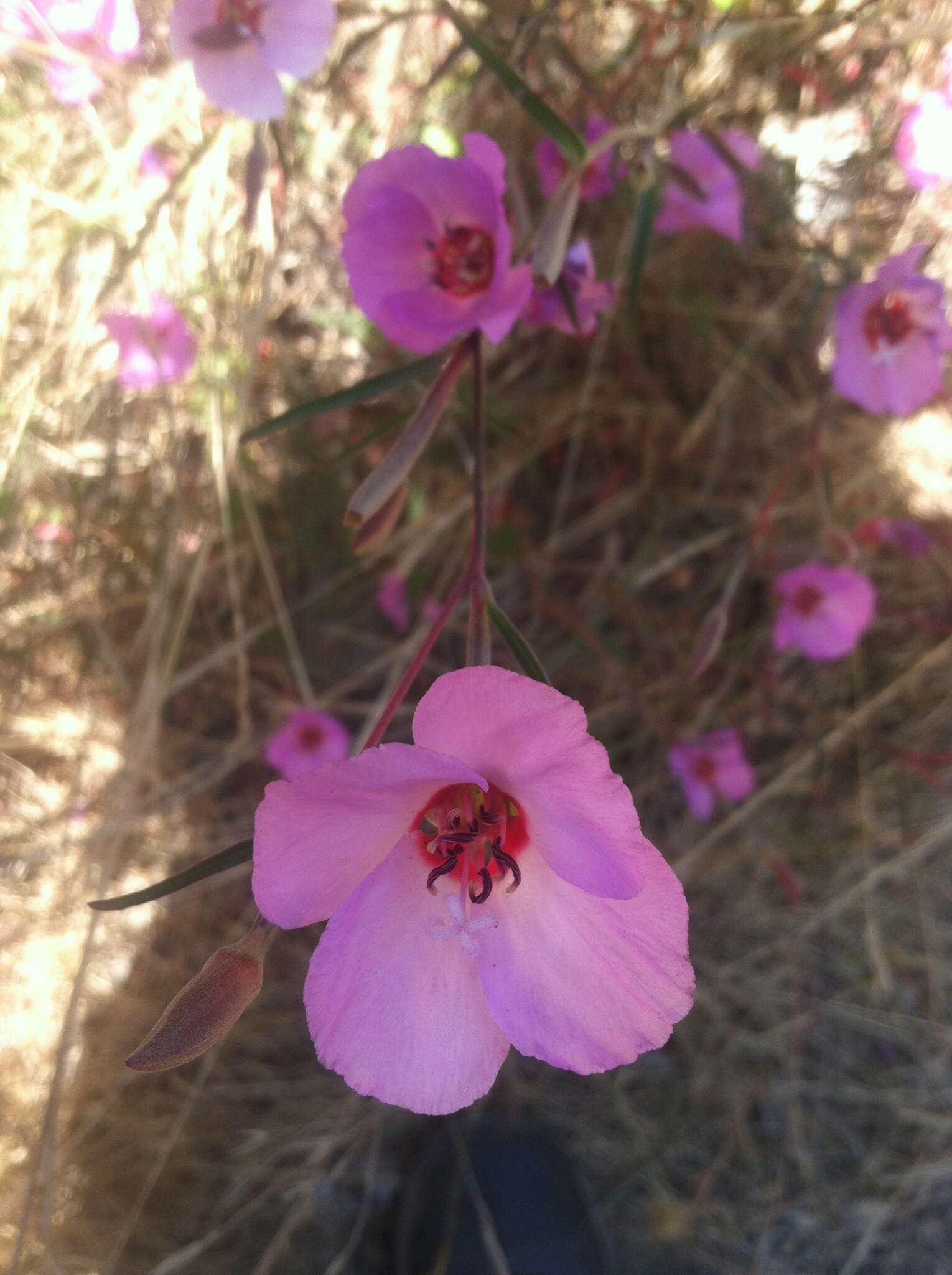 Image of ruby chalice clarkia