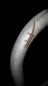 Image of Zig-zag Gecko