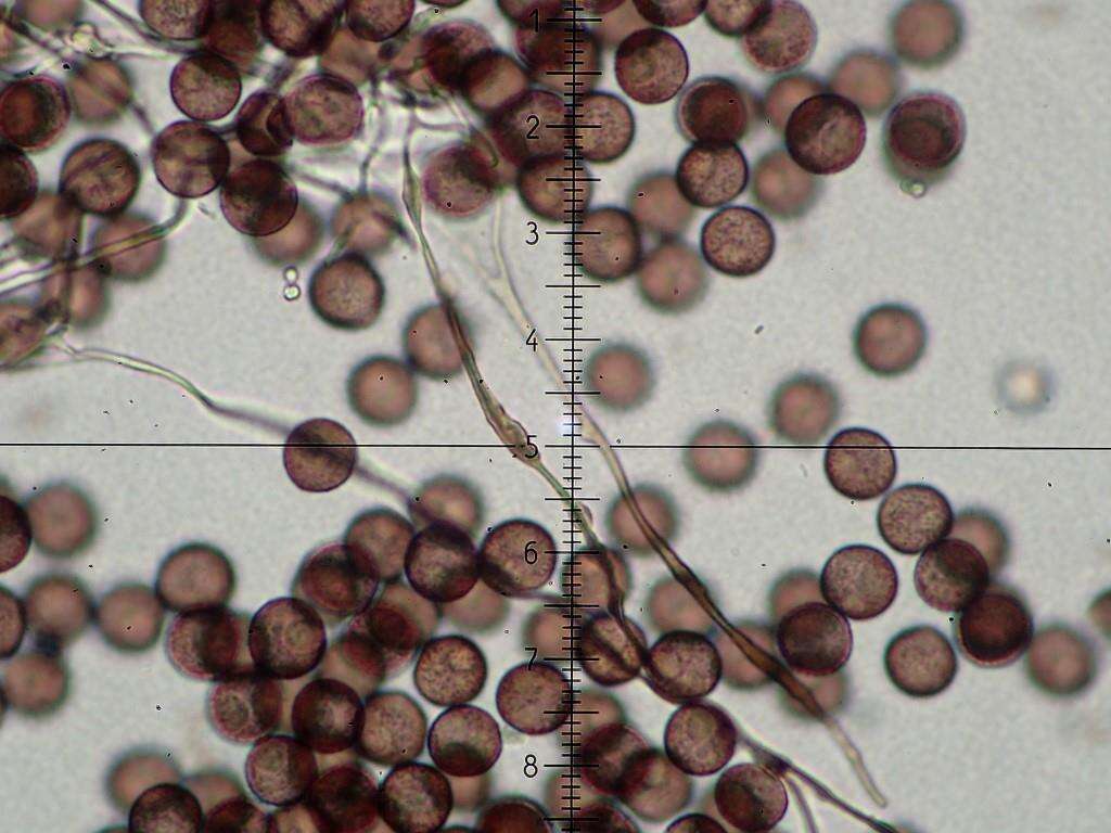 Image of Diderma alpinum