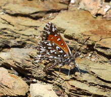 Image of Trimenia argyroplaga (Dickson 1967)