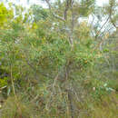 Plancia ëd Hakea carinata F. Müll. ex Meissn.