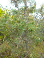 Sivun Hakea carinata F. Müll. ex Meissn. kuva