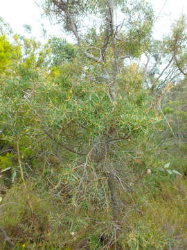 Sivun Hakea carinata F. Müll. ex Meissn. kuva