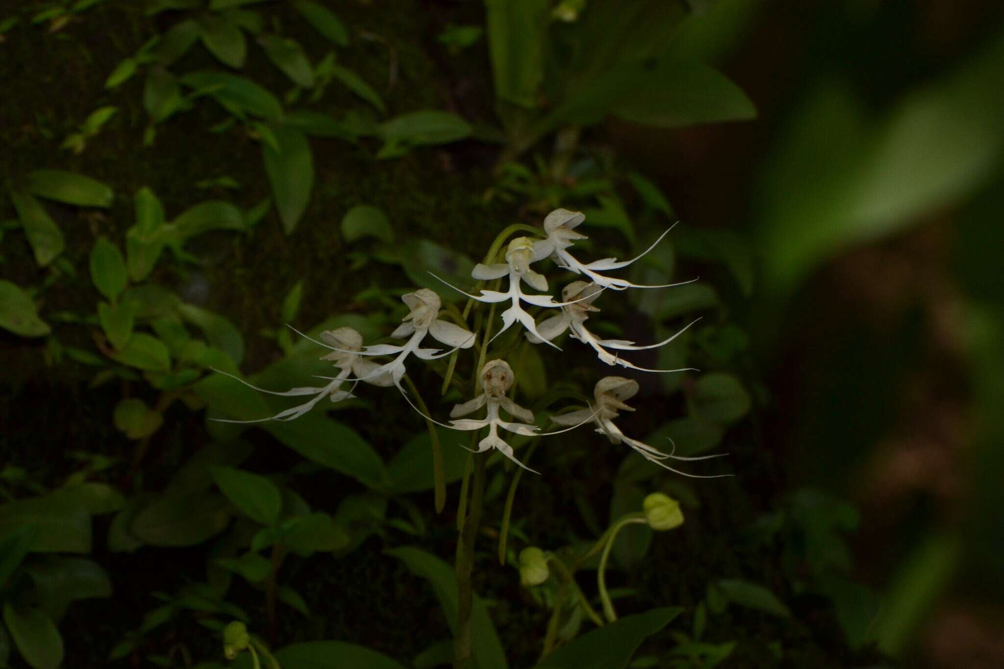 Image of Doll orchid