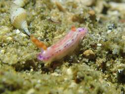 Image of Hypselodoris paradisa Gosliner & R. F. Johnson 2018