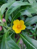 Image of Largeflower primrose-willow