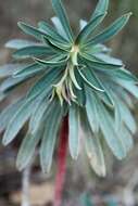 Image of Euphorbia characias subsp. characias