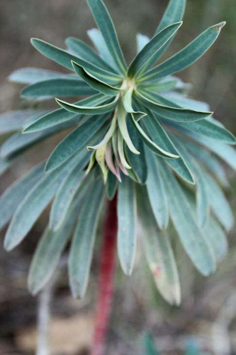 Euphorbia characias subsp. characias resmi