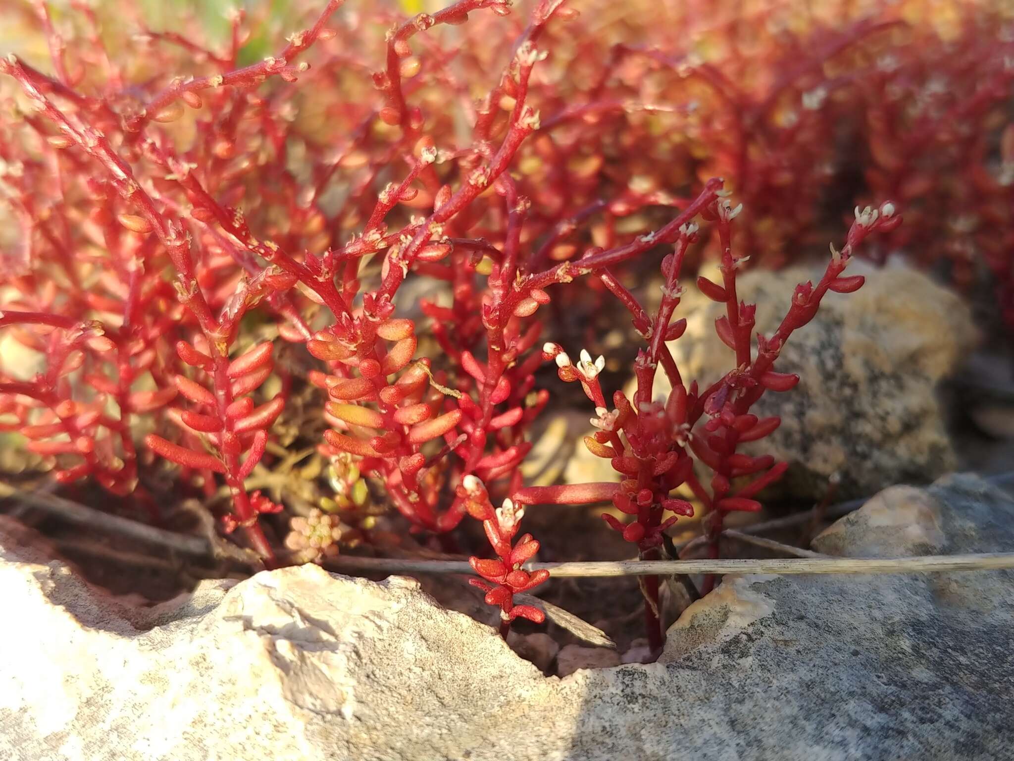 Sivun Sedum microcarpum (Sibth. & Sm.) S. Schönland kuva