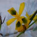 Imagem de Moraea elegans Jacq.