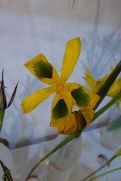 Image of Moraea elegans Jacq.